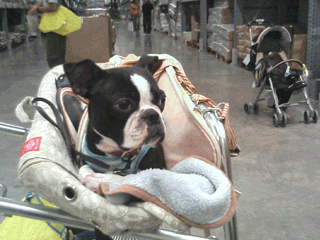 e0080117_19505762.gif