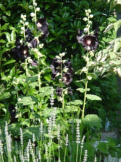 f0054421_2131781.jpg