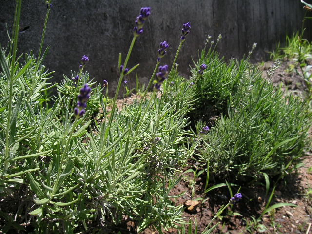a0020929_11473679.jpg