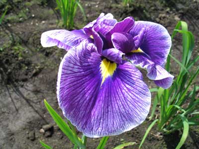 c0020563_544526.jpg