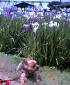 f0004180_12203196.jpg