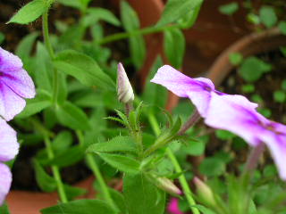 c0029190_15502452.jpg