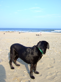 f0001698_132426.jpg