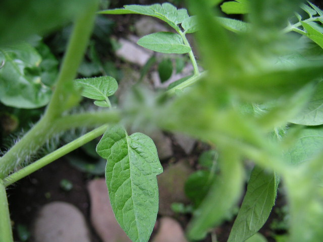 a0020929_186463.jpg