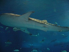 f0056250_22202384.jpg