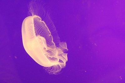 c0067464_8252696.jpg