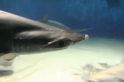 c0067464_8362472.jpg