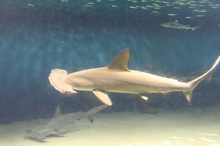 c0067464_8395652.jpg