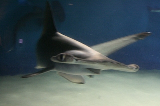 c0067464_840104.jpg