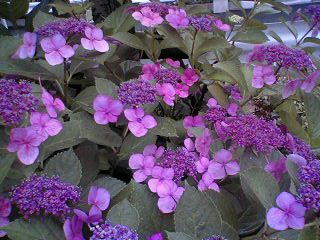 b0013897_17534982.jpg