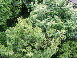 c0036203_18473744.jpg