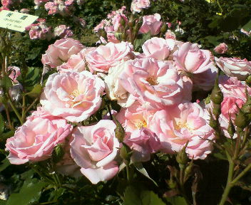 f0091506_749113.jpg