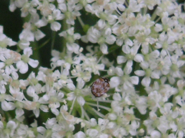 a0020929_13374036.jpg