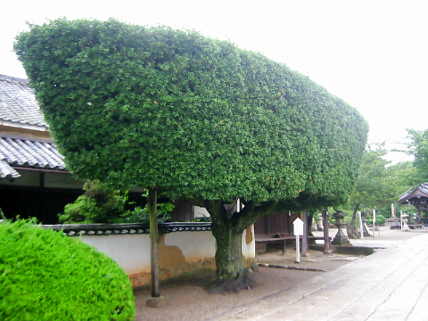 d0017632_11342152.jpg