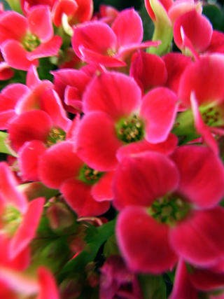 a0024248_21523181.jpg