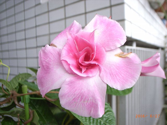 c0050857_8154317.jpg