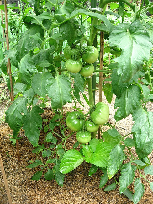 b0053660_1252922.jpg