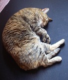 e0066062_3461180.jpg