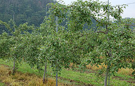 c0052470_8505757.jpg
