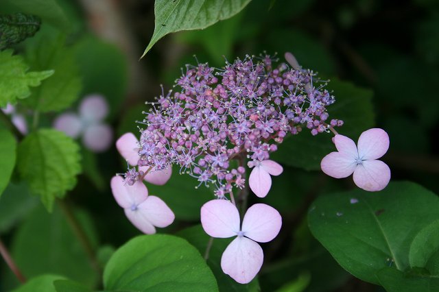 e0024081_21293345.jpg