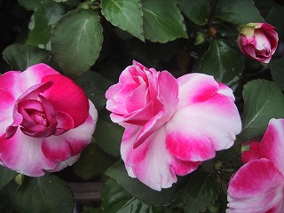 a0034382_1029464.jpg