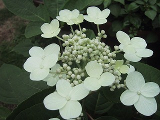 a0034382_10444358.jpg