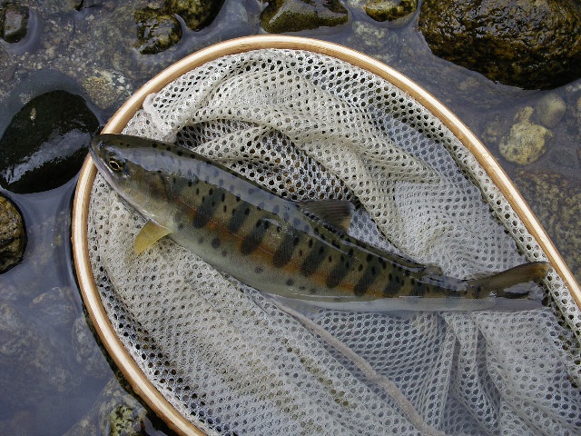 f0092492_1574145.jpg