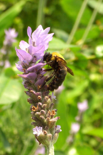 e0008800_2182797.jpg