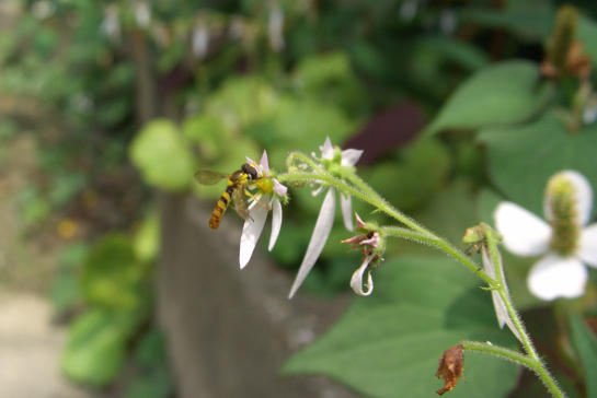 e0008800_220339.jpg