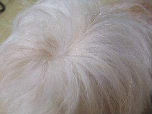 e0040602_21505715.jpg