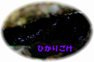 a0061206_943717.jpg