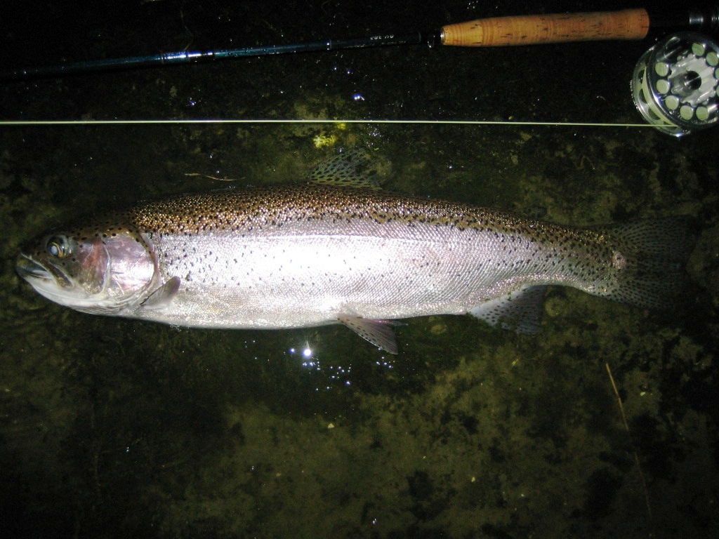e0063923_3154330.jpg