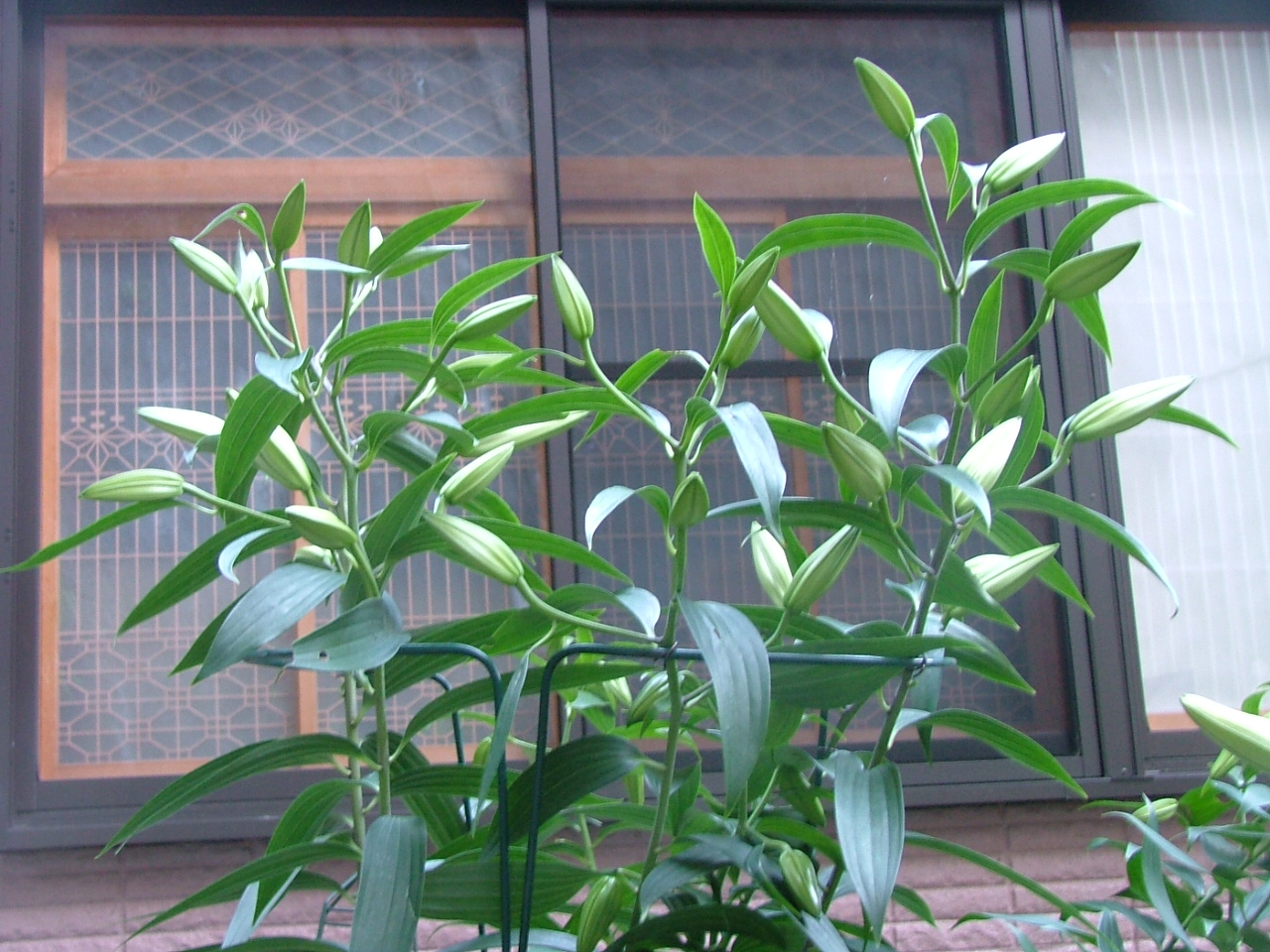 c0045227_1549590.jpg