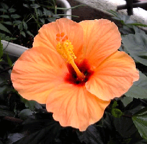 b0101263_11175774.gif
