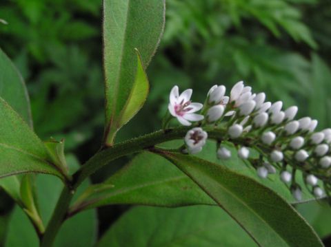 c0042869_9441362.jpg