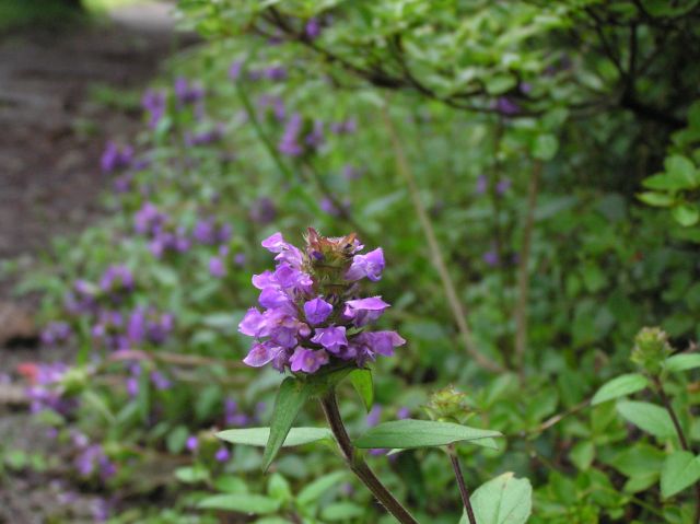 c0042869_9463468.jpg