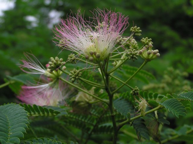 c0042869_9494527.jpg