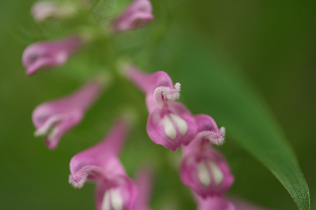 e0024081_1685166.jpg