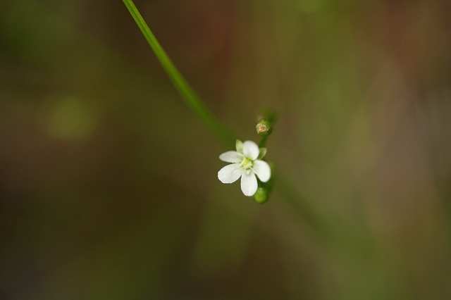 e0024081_1691113.jpg