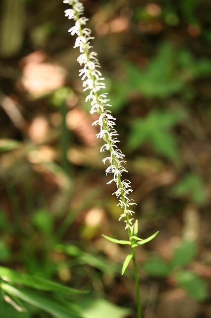 e0024081_1693560.jpg