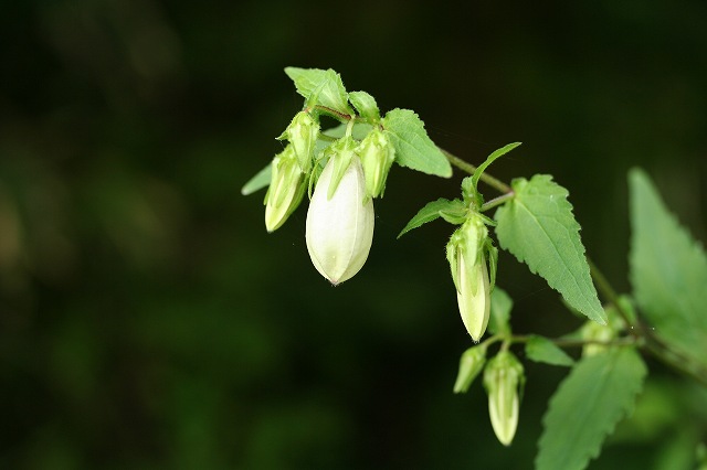 e0024081_1695849.jpg