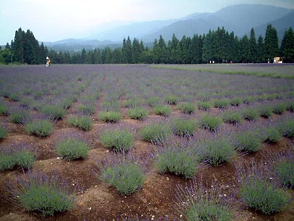 f0019498_20225520.jpg