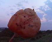 d0000820_18371658.jpg