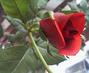 d0000820_18375762.jpg