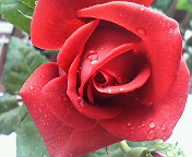 d0000820_1838645.jpg
