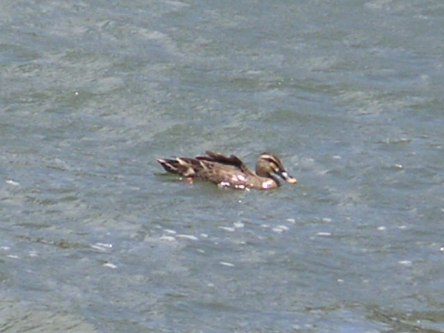 a0020929_15424733.jpg