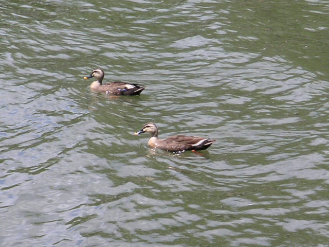 a0020929_15433692.jpg
