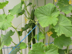 b0089531_037314.jpg