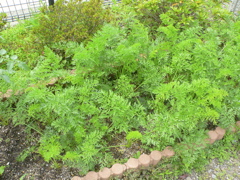 b0089531_0374221.jpg