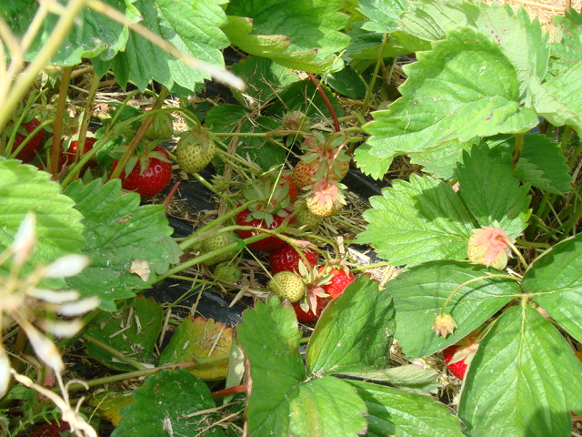 e0078564_2134052.jpg